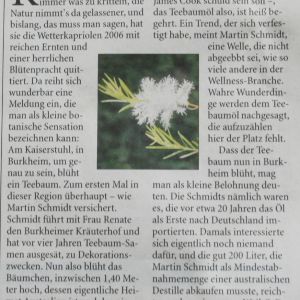 Teebaum Blüte am Kaiserstuhl